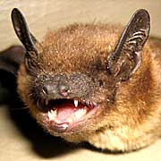 They can eat up to half of their body weight in insects in one night! So this summer as you cook out, enjoy 4th of July fireworks or otherwise engage in nighttime outdoor activities, appreciate our bats.