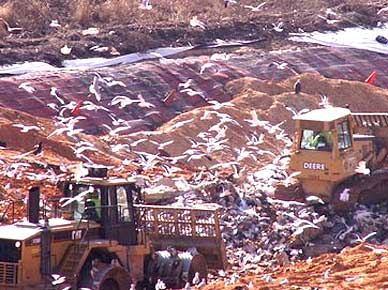 In 2008, the Florida Legislature first established a new statewide recycling goal of 75 percent to be achieved by 2020.