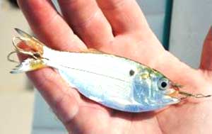 Pogies, commonly known as menhaden, are typical bait for mackerel.