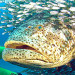 Florida Fish and Wildlife Commission Approves Gag, Black Grouper Size Limit Changes