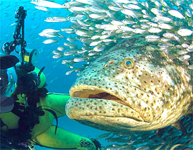 This photo of an enormous Goliath Grouper, taken by Michael Patrick O’Neill,  won the “People in Nature” category at the “Nature’s Best Photography: Windland Smith Rice International Awards.”