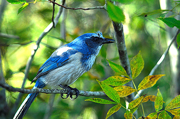 The Indian River Lagoon system has one of the most diverse bird populations anywhere in North America. One of few remaining habitats of the federally-listed “threatened” Florida Scrub Jay is adjacent to Shiloh. (Dean Pettit image)