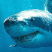 Google Confirms Sharks Biting Underwater Cable