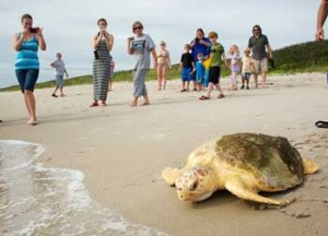 So far this year, SeaWorld Orlando has rescued 36 sea turtles. (Image for SpaceCoastDaily.com)