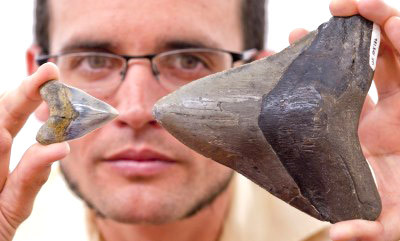 When it was alive, Megalodons were the largest sharks to have ever lived and had a fearsome appetite, according to the Florida Museum of Natural History. By some estimates, Megalodons ate about 2,500 pounds of food every day, including fish and whales. (Florida Museum of Natural History image)