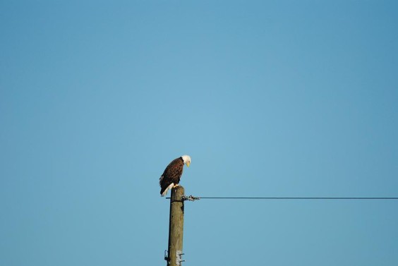 Sharon Thomas shot this picture of a Bald Eagle bowing its head today, September 11, in Viera. 