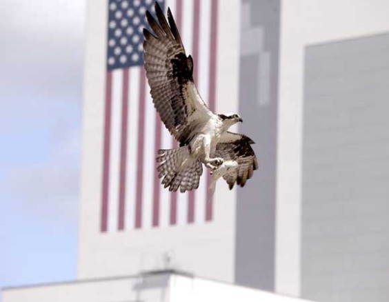 An adult osprey, carrying a fish in its talons, prepares to land in its nest atop a speaker platform in the Press Site parking lot at NASA's Kennedy Space Center in Florida. (NASA/Daniel Casper image)