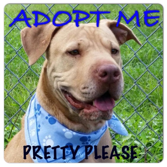 Cutie, above, is very sweet, calm, well behaved and housebroken. She loves treats, lots of attention, long walks on the beach, and is gentle on a leash. Cutie is temporarily staying at our South Facility located at 5100 W. Eau Gallie Blvd. until we find her a new home and family. (BCSO image)