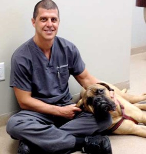 DR. JEFF CHRISTIANSEN with Sherman the bull mastiff, a patient who received and benefitted from regenerative stem cell therapy. (Space Coast Medicine & Active Living image)