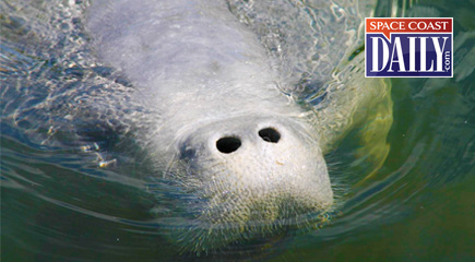 Manatee nose coming up for air. Support manatee research, rescue, rehabilitation and management efforts by purchasing the “Save the Manatee” Florida license plate at BuyaPlate.com (MyFWC image)