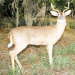 OUTDOORS: General Gun Deer Season On Private Land Begins Nov. 3 in Brevard County