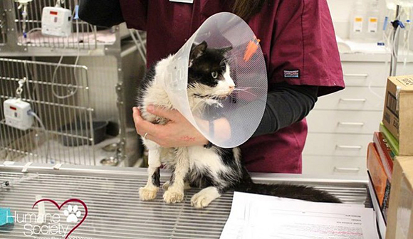 Bart's wounds included a broken jaw and a ruined eye and is unable to eat. He underwent surgery to wire his jaw, repair his palette, insert a temporary feeding tube and remove his damaged eye. Above, Bart is looking better after his surgery and the humane society believes he will be at home recovering soon. (Human Society of Tampa Bay image)