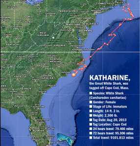 Katharine the Great White Shark Near Brevard County - Space Coast Daily