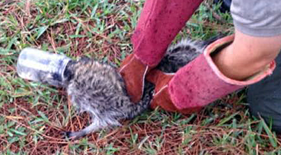 This past weekend one of our Animal Enforcement Officers received a call for assistance concerning a raccoon that had got his head stuck in a peanut butter jar near the Rockledge City Hall. (BCSO image)