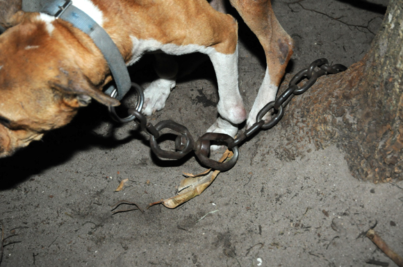 BCSO-DOG-FIGHTING-BUST-580-1