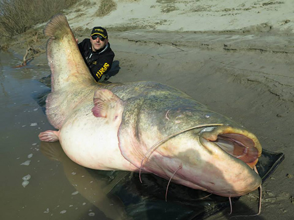 River Monster Reeled In By Italian Man Weighs In At 280 Space Coast Daily