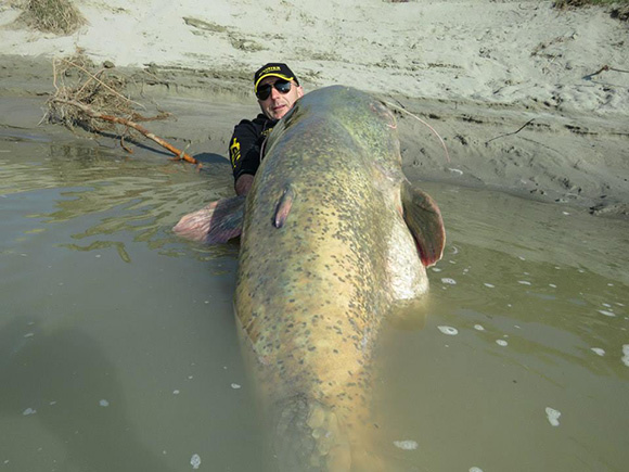 giant catfish river monsters