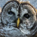 FWC Officer Rescues Severely Injured Barred Owl