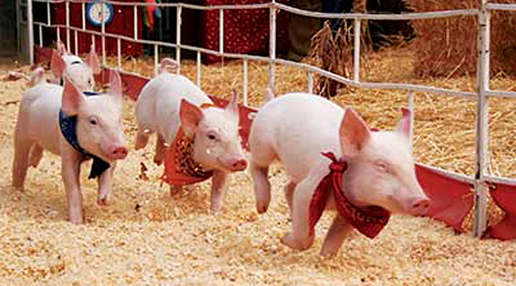 The squealers are fired up and ready to run. The starting gate lifts with the ring of a bell and off they race, furiously with abandon, wildly, around a 6-foot wide, 100-foot long oval track.