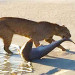 Bobcat Snags Shark Out of Water In Sebastian Inlet