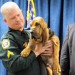 Brevard Sheriff’s Office Swears In K-9s Justice, Titan