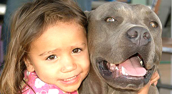 I find it utterly amazing that, with millions of dog bites reported every year, it is the pit bull that usually makes the headlines. Their reputation is so tarnished by bad owners creating bad dogs that it should be a no-brainer where the fault lies. (Image for SpaceCoastDaily.com))