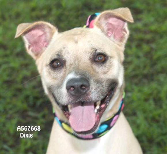 This week the Brevard County Sheriff's Office Animal Care Center's "Sheriff's Pick of the Week" is "Dixie."