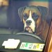 Summer’s Here, Mind Your Pets In Hot Cars and Thunderstorms