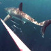 TOP 2015 VIDEO: Great White Shark Shocks Diver Spearing Lionfish Off Port Canaveral