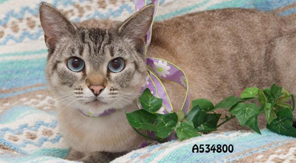 This week's Sheriff's Pick of the Week is "Sky" who is an incredible 4-year old cat who is at our South Animal Care Center. 