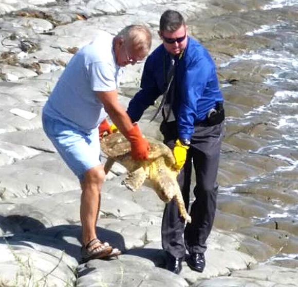 American Guard Services (AGS) at Port Canaveral reported a sick or injured sea turtle on Monday that was observed in the area of cruise terminals 8 and 10. (BCSO image)