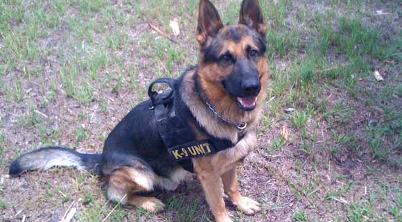 Melbourne police K-9 Dex and Officer Greg Hughes located and apprehended a fleeing suspect on Tuesday after Melbourne police officers was called to a disturbance in the 1700 block of Guava Avenue at about 10 a.m. (MPD image)
