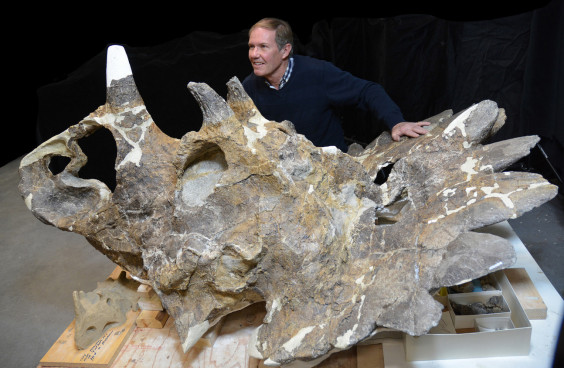 REGALICERATOPS-Royal-Tyrrell-Museum-580-1