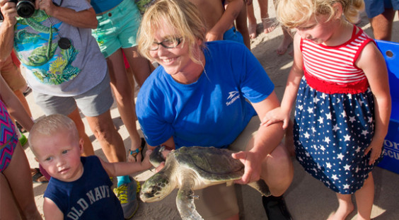 Kemp’s Ridley Sea Turtle Returned To Playalinda Beach At Titusville Sea ...