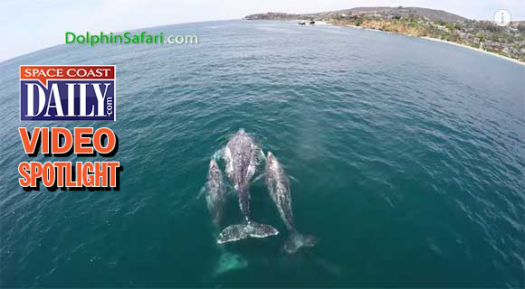 For the first time ever a gray whale mother has been filmed with not just one but two calves from a drone.