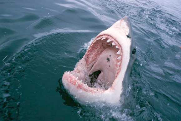 A Toothy Grin The toothy maw of a great white shark has populated the nightmares of many a beachgoer. (IMAGE BY DAVID DOUBILET, NATIONAL GEOGRAPHIC CREATIVE)