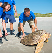 SeaWorld Orlando Returns 106-Pound Loggerhead Sea Turtle To Atlantic ...