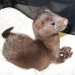 Florida Fish and Wildlife Commission Highlight the Everglades Mink