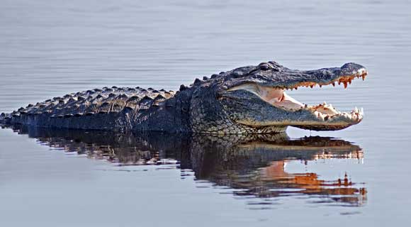 The Florida Fish and Wildlife reported that a woman was attacked by an alligator while she was swimming in the Wekiva River Saturday afternoon at about 3:30 p.m. (Shutterstock image)