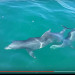 VIDEO: Pod of Dolphins Swim With Local Boaters Off Cape Canaveral Coast