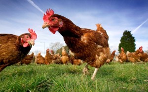 The USDA says, FREE RANGE or FREE ROAMING: “Producers must demonstrate to the Agency that the poultry has been allowed access to the outside.” The animal does not have to live its entire life outdoors, it just has to have the access to it at some point and time, whether it utilizes it or not.