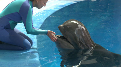 UPDATE: 'Ava' The Pilot Whale Showing Signs Of Improvement Under ...