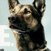 BCSO, Brevard Parks And Recreation Host Movie Night To Benefit Canine Commandos Program