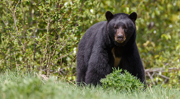 It was requested by Ms. Joan Davis of Palm Bay that the Board revisit a proposed resolution that would ban black bear hunting in Brevard County. 