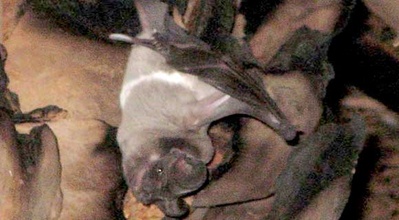 Florida bonneted bats are thought to be exceedingly rare, having been documented only in a handful of counties in south Florida. (FWC Image)