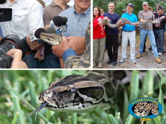 The 2016 Python Challenge™ is designed to help protect this extraordinary ecosystem and its native inhabitants. (MyFWC image)