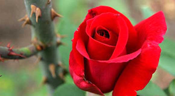 Bask in the wonderful fragrance of the rose rather than fret over the sharpness of its thorns.