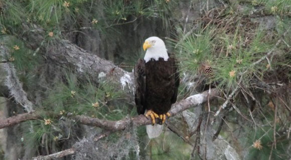 The Florida Fish and Wildlife Conservation Commission has introduced the Bald Eagle Nest Locator. (MyFWC image)