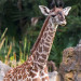 Brevard Zoo’s New Baby Giraffe Makes Debut Appearance, Ventures Close To Viewing Platform