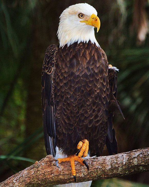 image-of-the-day-national-animal-of-the-united-states-on-alert-in